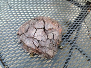 Top view looks like it may have been oriented prior to the weathering!
