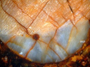 NWA5142 Chondrule Photo 3 (Courtesy Tom Phillips)