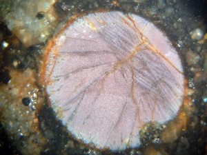 NWA5142 Chondrule Photo 5 (Courtesy Tom Phillips)