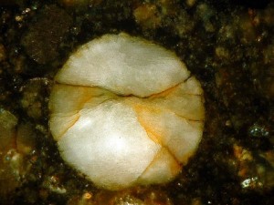 NWA5142 Chondrule Photo 6 (Courtesy Tom Phillips)